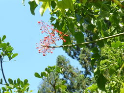 Image of flame bottletree