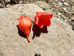 Image of flame bottletree