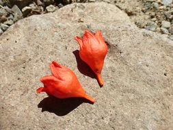 Imagem de Brachychiton acerifolius (A. Cunn. ex G. Don) F. Müll.