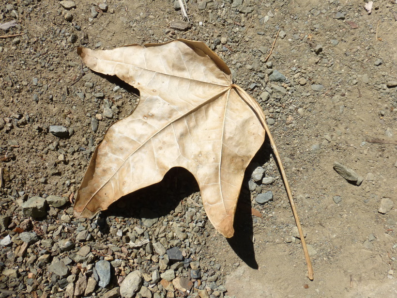 Image of flame bottletree