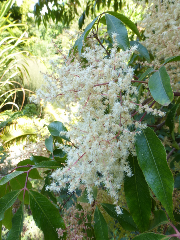 Image of Ackama paniculosa (F. Muell.) Heslewood