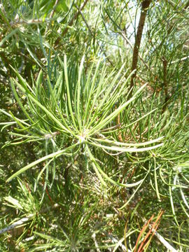 Sivun Callistemon linearis (Schrad. & Wendl.) Colv. ex Sweet kuva