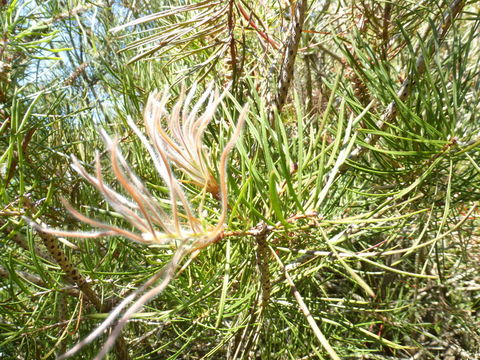 Sivun Callistemon linearis (Schrad. & Wendl.) Colv. ex Sweet kuva