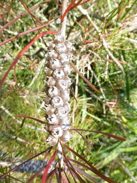 Sivun Callistemon linearis (Schrad. & Wendl.) Colv. ex Sweet kuva