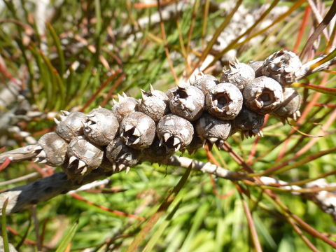 Sivun Callistemon linearis (Schrad. & Wendl.) Colv. ex Sweet kuva