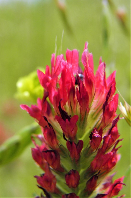 Image of crimson clover