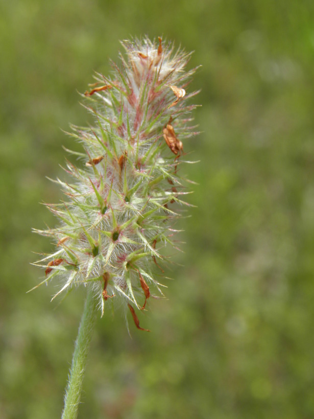 Image of crimson clover