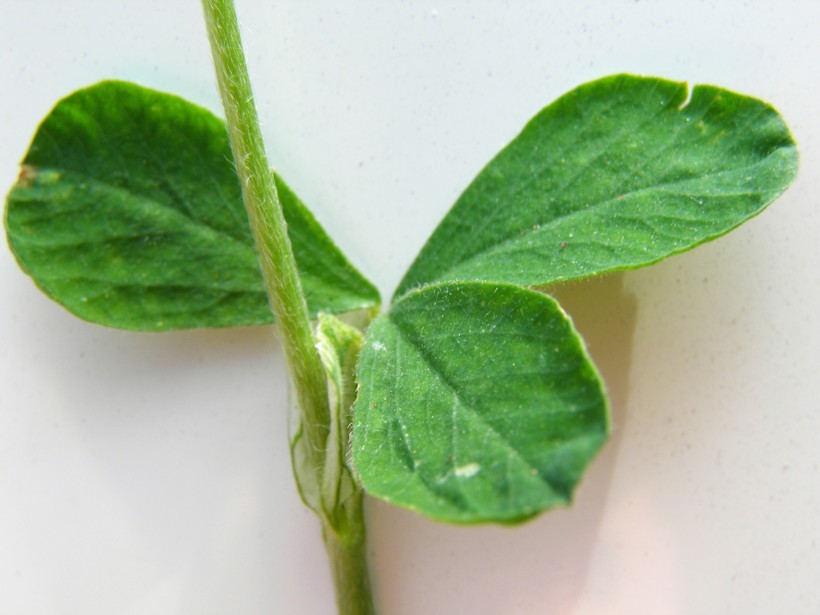 Image of crimson clover