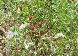 Image of crimson clover