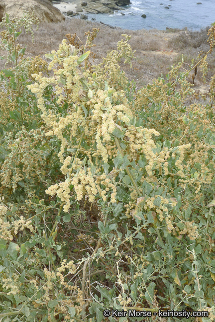 Image of big saltbush