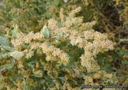 Image of big saltbush