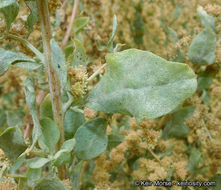 Image of big saltbush