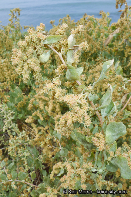 Image of big saltbush