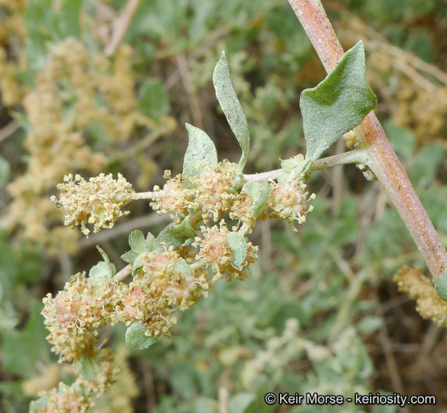 Image of big saltbush