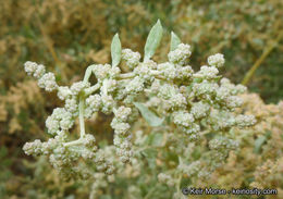 Image of big saltbush