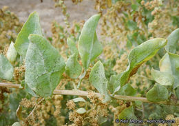 Image of big saltbush