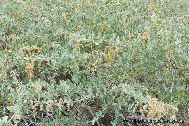 Image of big saltbush