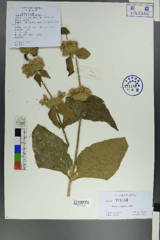 Image of Jerusalem Sage