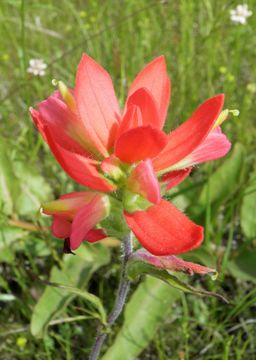 Image of entireleaf Indian paintbrush