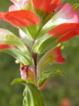 Image of entireleaf Indian paintbrush