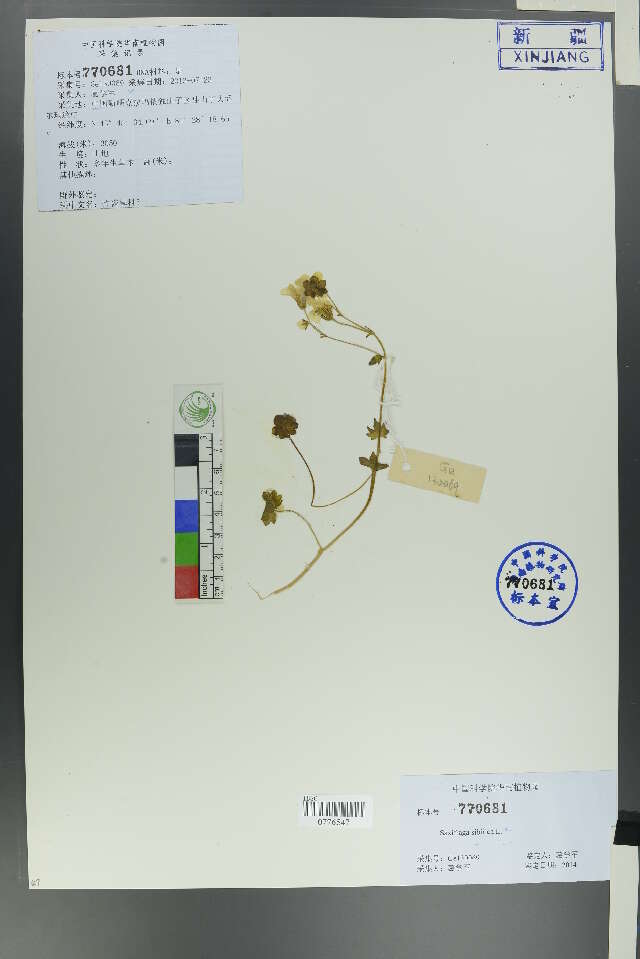 Saxifragaceae resmi