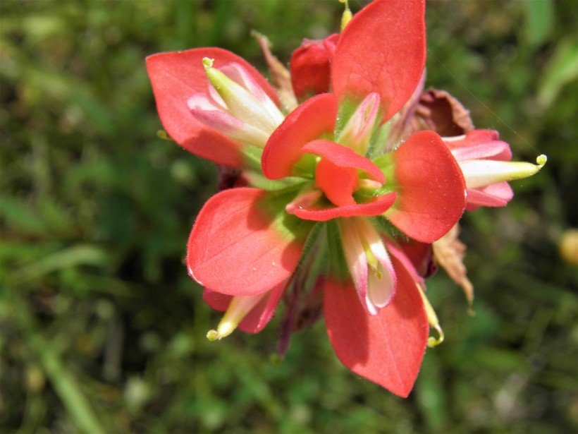 Image of entireleaf Indian paintbrush