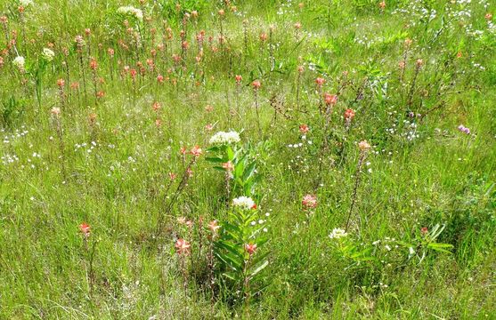 Image of entireleaf Indian paintbrush