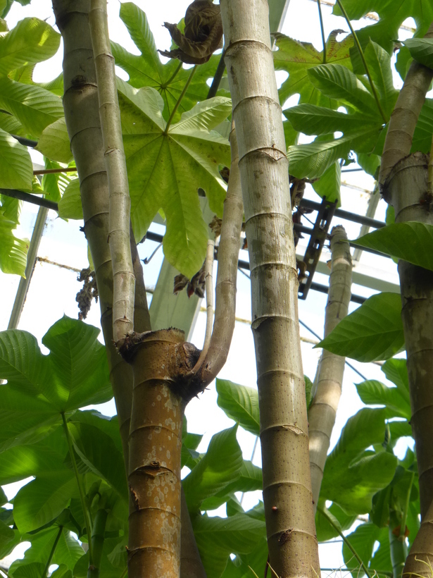 Imagem de Cecropia obtusifolia Bertol.