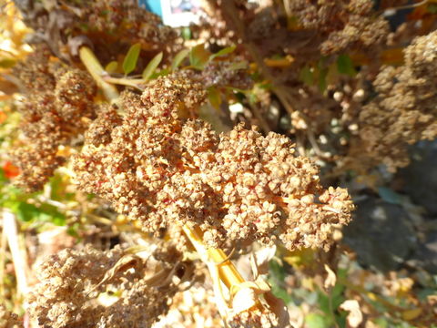 Image of quinoa