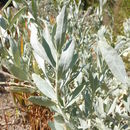 Image of gray saltbush