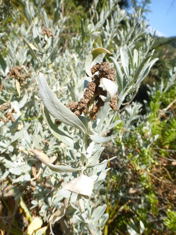 Imagem de Atriplex cinerea Poir.