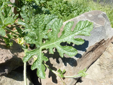 Image of watermelon