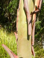 Image of Eucalyptus infera A. R. Bean
