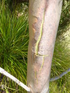 Image of Eucalyptus infera A. R. Bean
