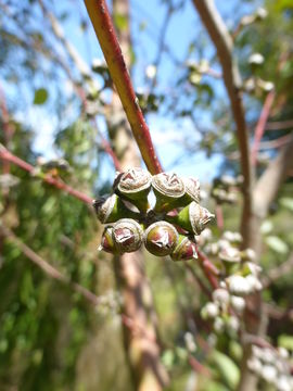 Image of Eucalyptus infera A. R. Bean