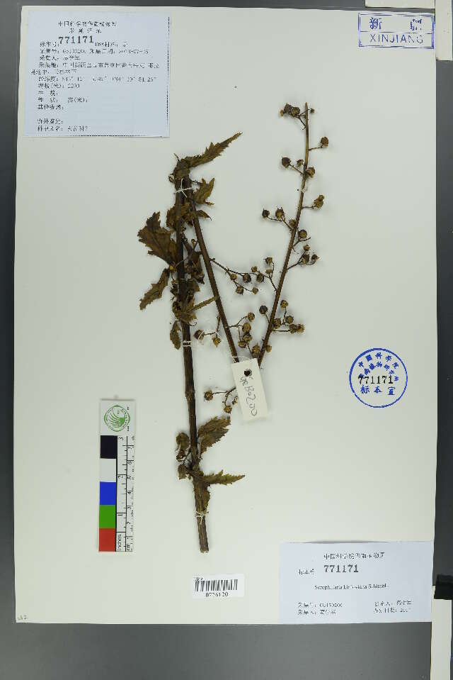 Scrophularia resmi