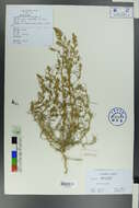 Image of amaranth family