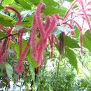 Image of chenille plant