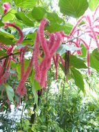 Image of chenille plant