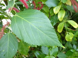 Image of chenille plant