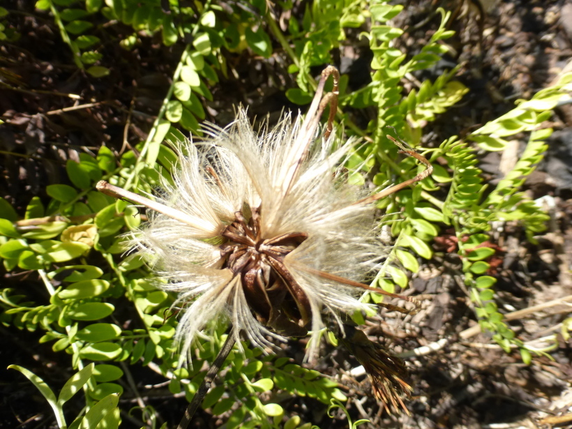 Image of <i>Mutisia <i>acuminata</i></i> var. acuminata