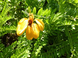 Image of <i>Mutisia <i>acuminata</i></i> var. acuminata