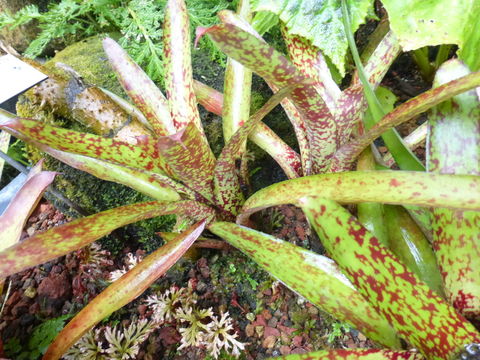 Image of Neoregelia tristis (Beer) L. B. Sm.