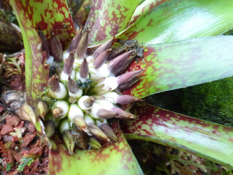 Image of Neoregelia tristis (Beer) L. B. Sm.