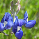 Image of Texas lupine