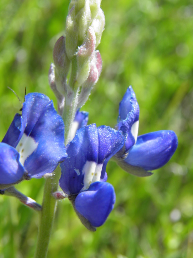 Image of Texas lupine