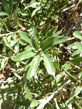 Image of Quercus sebifera Trel.