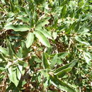 Image of Quercus sebifera Trel.