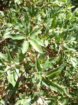 Image of Quercus sebifera Trel.