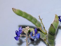 Image of Texas lupine